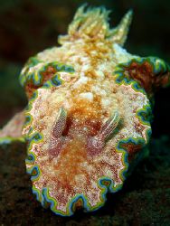 Colorful Nudi!
Taken In Tulamben With Canon S80. by Ed Eng 